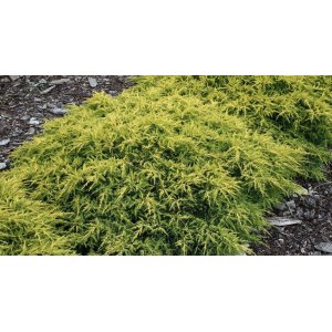 Borievka prostredná (Juniperus x media) ´GOLD KISSEN´ ⌀ 40-60 cm,  kont. C3L